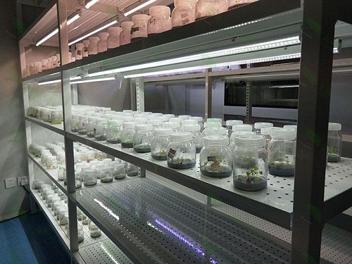 开鲁植物组织培养实验室设计建设方案